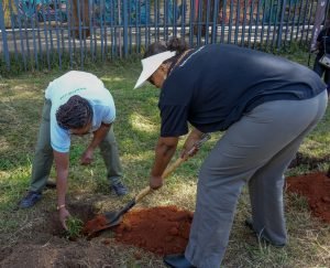 Backfilling the hole with soil